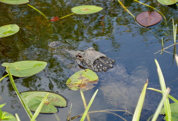 American alligator partially submerged in water