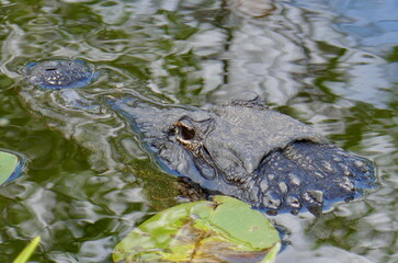 American alligator partially submerged in water