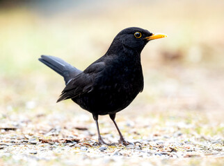 Amsel (Turdus merula)