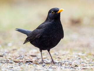 Amsel (Turdus merula)