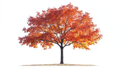 Autumn tree, vibrant foliage, white background, nature scene, seasonal design