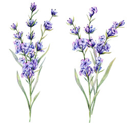 Naklejka premium Lavender Watercolor Illustration. Hand Drawn Lavender Branches Isolated. Lavender flower background. Watercolor Painting of Lavender. Purple Flowers Watercolor. Elegant Floral Design Template