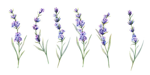 Naklejka premium Lavender Watercolor Illustration. Hand Drawn Lavender Branches Isolated. Lavender flower background. Watercolor Painting of Lavender. Purple Flowers Watercolor. Elegant Floral Design Template