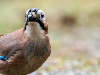 Eichelh&auml;her (Garrulus glandarius)