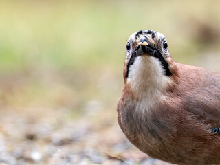 Eichelhäher (Garrulus glandarius)