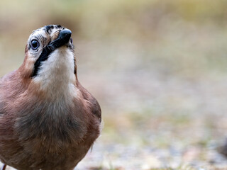 Eichelhäher (Garrulus glandarius)