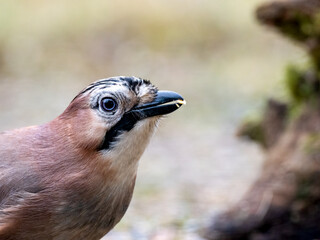 Eichelhäher (Garrulus glandarius)