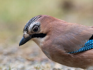 Obraz premium Eichelhäher (Garrulus glandarius)