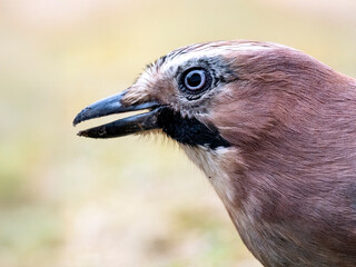Eichelhäher (Garrulus glandarius)