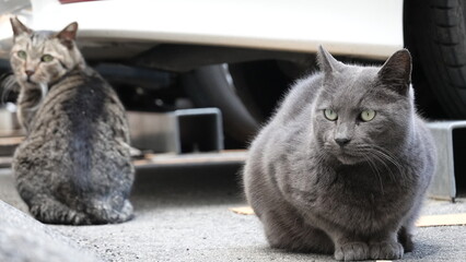 野良猫