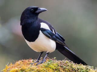 Elster (Pica pica)