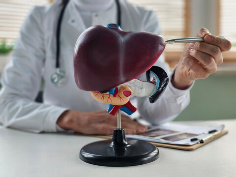Doctor with human liver anatomy model. Liver cancer and tumor concept