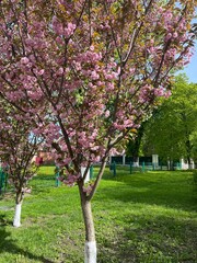 Naklejka premium pink cherry tree