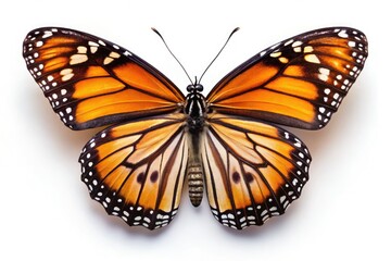 Fototapeta premium High-resolution monarch butterfly (Danaus plexippus) panoramic, isolated on white, showcasing intricate detail in stunning wildlife photography.
