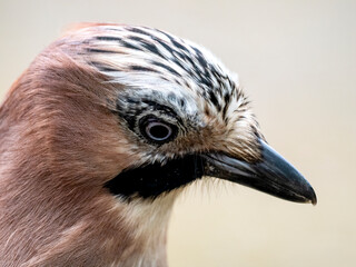 Eichelhäher (Garrulus glandarius)