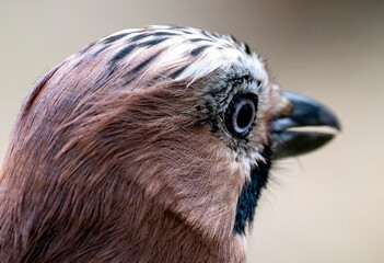 Eichelhäher (Garrulus glandarius)