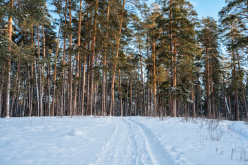 Fototapete bei efototapeten.de bestellen   