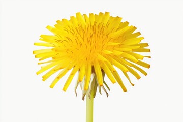 Fototapeta premium A close-up view of a single yellow flower on its stem, suitable for use in designs related to sunshine and optimism