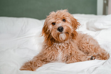 Dog of a Cavapoo or Cockapoo breed in home get sleep on the white bed. Close-up of curly brown dog cross between a poodle and a spaniel.