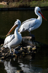 Pair of Dalmatian pelicans basking in afternoon sunshine