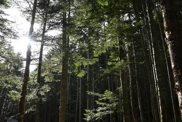 Mt. Nikko-Shirane, Gunma, Tochigi, Japan