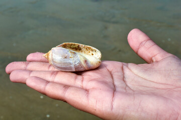 Photo of a hand-held Olive snail against a backdrop of seawater, also known as olive shells and olives, scientific name Olividae.