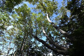 Fototapeta premium Mt. Nikko-Shirane, Gunma, Tochigi, Japan