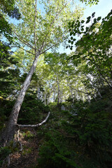 Mt. Nikko-Shirane, Gunma, Tochigi, Japan