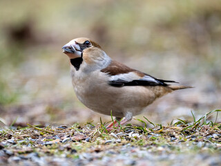 Kernbeißer (Coccothraustes coccothraustes)