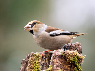 Kernbeißer (Coccothraustes coccothraustes)