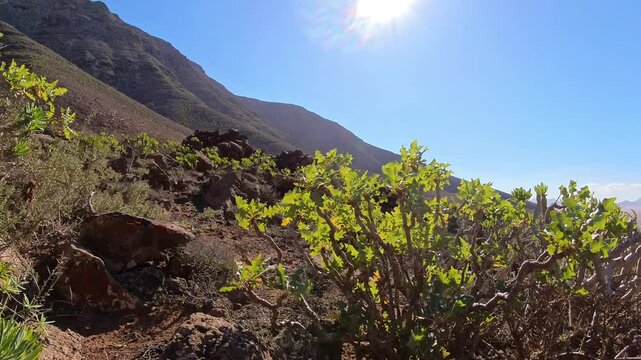 mediterrane gr&uuml;ne Pflanzenwelt in sonnendurchflutetem idyllischen Tal auf den Kanarischen Inseln - Lanzarote, Landschaft, Natur, felsig, trocken
