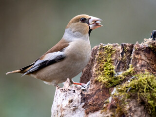 Kernbeißer (Coccothraustes coccothraustes)