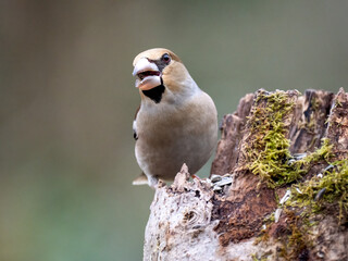 Kernbeißer (Coccothraustes coccothraustes)