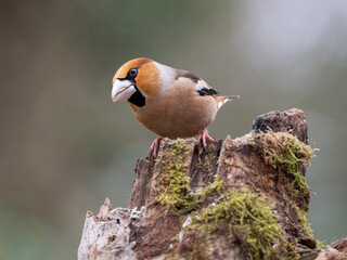 Kernbeißer (Coccothraustes coccothraustes)
