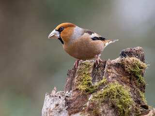 Kernbeißer (Coccothraustes coccothraustes)