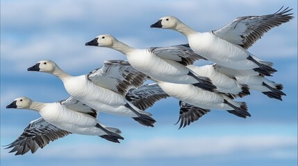 Obraz premium Four snow geese in flight against a blue sky.
