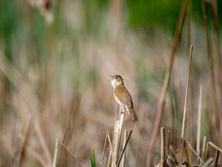 Rohrschwirl (Locustella luscinioides)