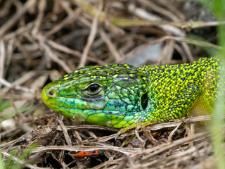 Fototapeta premium Westliche Smaragdeidechse (Lacerta bilineata)