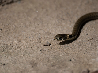 Barrenringelnatter (Natrix helvetica)