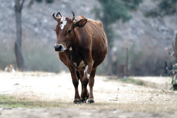 Brown cow walking