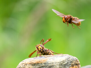 Hornisse (Vespa crabro)