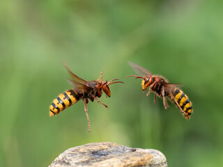 Hornisse (Vespa crabro)