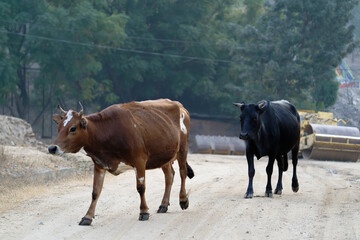 Brown and black cow walking
