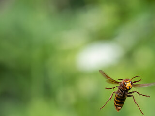 Hornisse (Vespa crabro)