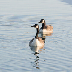 Two Canada geese on a lake