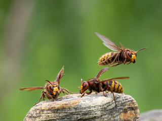 Hornisse (Vespa crabro)