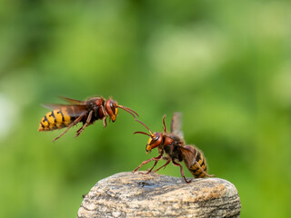 Hornisse (Vespa crabro)