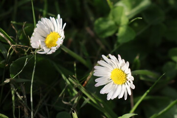 Obraz premium white daisy flower