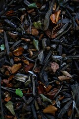 leaves in the ground