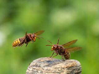 Hornisse (Vespa crabro)